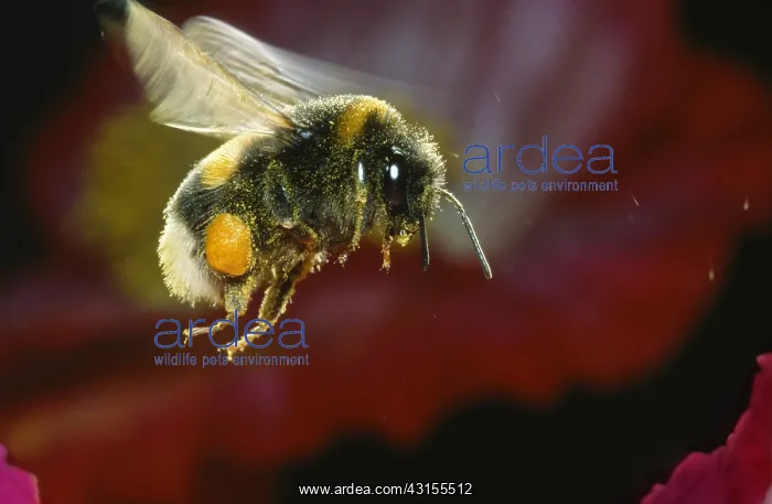 : Buff-tailed Bumblebee : Buff-tailed Bumblebee