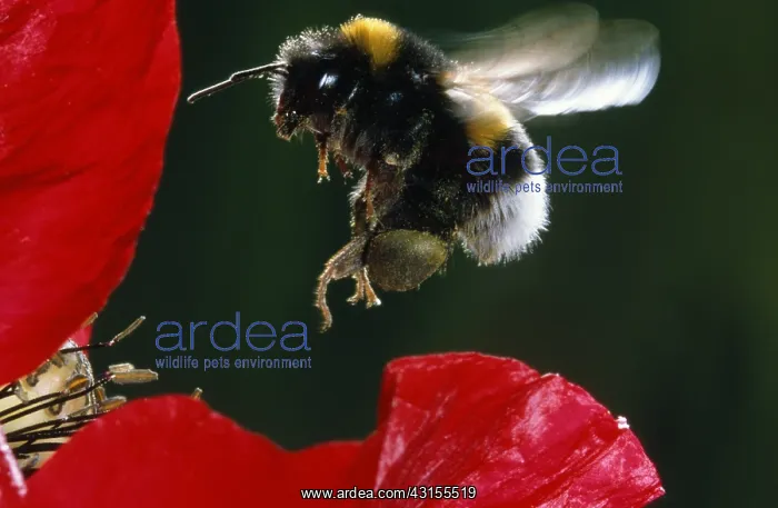 : Buff-tailed Bumblebee : Buff-tailed Bumblebee