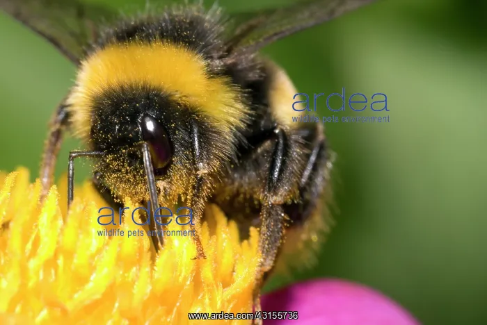  : Buff-tailed Bumblebee