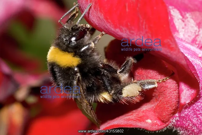 : Buff-tailed Bumblebee : Buff-tailed Bumblebee