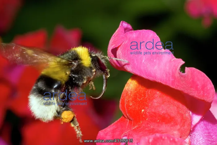 : Buff-tailed Bumblebee : Buff-tailed Bumblebee