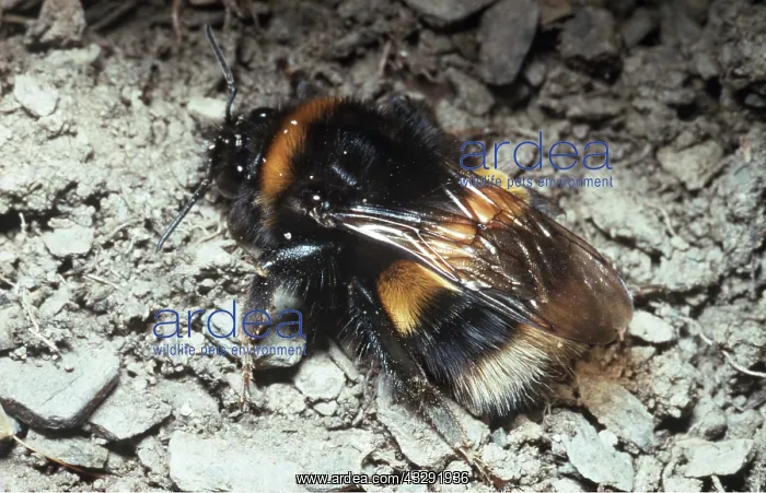 : BUFF-TAILED BUMBLEBEE : BUFF-TAILED BUMBLEBEE