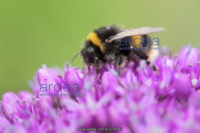 : Buff-tailed bumblebee on Allium flowers : Buff-tailed bumblebee on Allium flowers