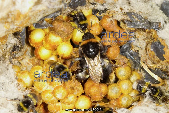 : Buff-tailed Bumblebee (Bombus terrestris) adult : Buff-tailed Bumblebee (Bombus terrestris) adult