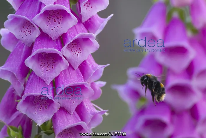 : Buff tailed bumblebee (Bombus terrestris) adult bee flying towards a Foxglove (Digitalis purpurea) flower in summer : Buff tailed bumblebee (Bombus terrestris) adult bee flying towards a Foxglove (Digitalis purpurea) flower in summer