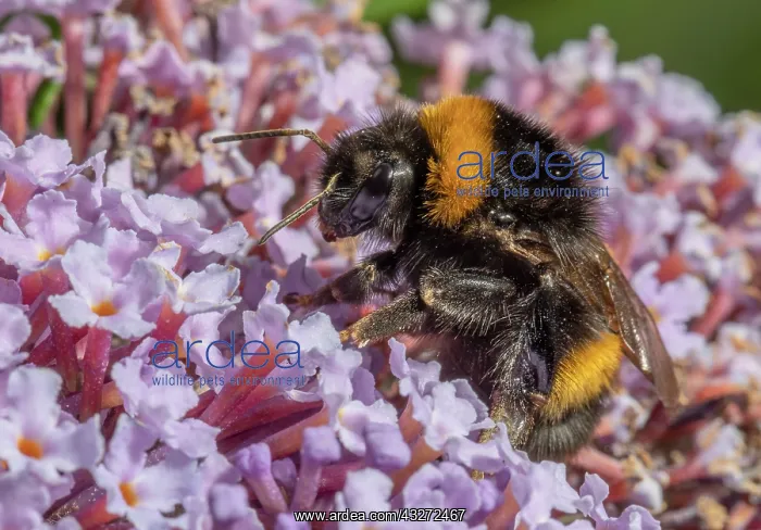 : Buff-tailed bumblebee, Bombus terrestris on Butterfly : Buff-tailed bumblebee, Bombus terrestris on Butterfly