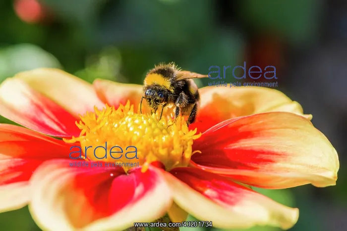 : A Buff-tailed Bumblebee (Bombus terrestris) is collecting : A Buff-tailed Bumblebee (Bombus terrestris) is collecting