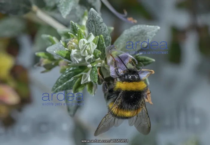 : Buff-tailed bumblebee, Bombus terrestris, feedin : Buff-tailed bumblebee, Bombus terrestris, feedin