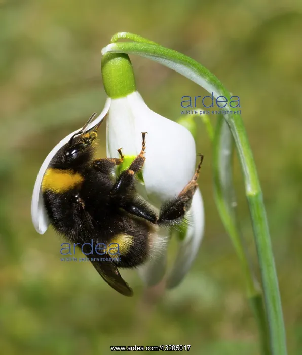 : Buff-tailed bumblebee (Bombus terrestris) queen : Buff-tailed bumblebee (Bombus terrestris) queen