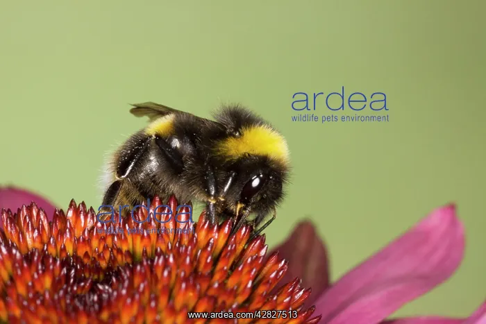  : Buff-tailed Bumblebee - feeding on Echinacea Flower