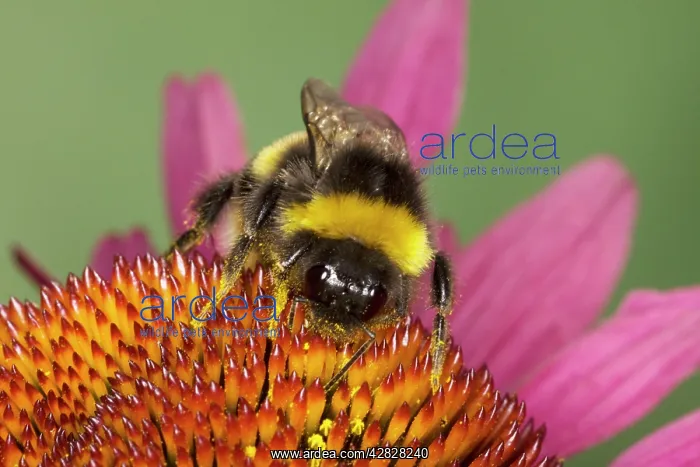 : Buff-tailed Bumblebee - feeding on Echinacea Flower : Buff-tailed Bumblebee - feeding on Echinacea Flower