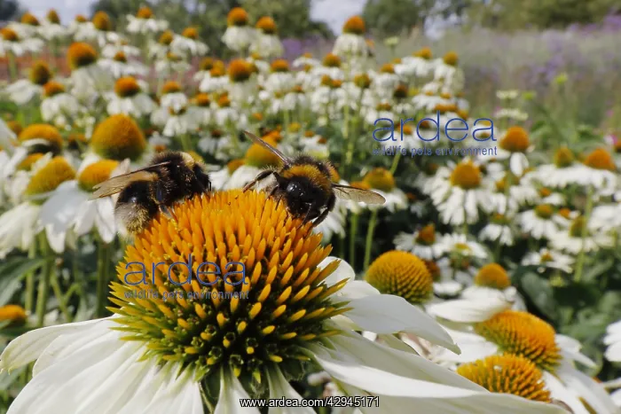 : Buff-tailed Bumblebee - feeding on Echinacea flower : Buff-tailed Bumblebee - feeding on Echinacea flower