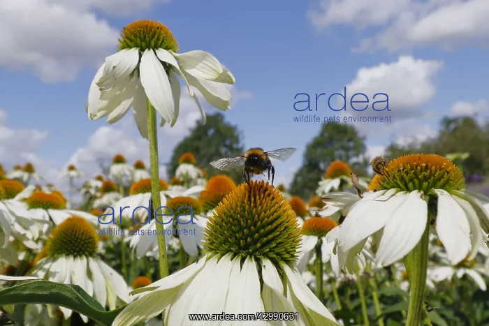 : Buff-tailed Bumblebee - feeding on Echinacea flower : Buff-tailed Bumblebee - feeding on Echinacea flower