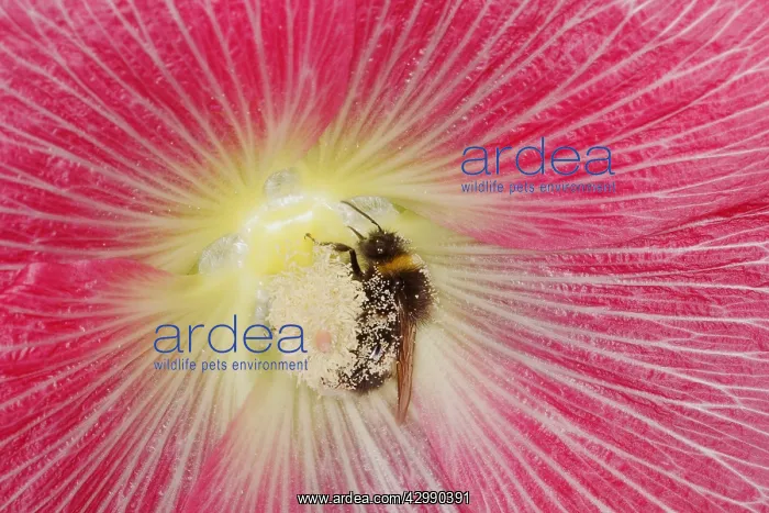 : Buff-tailed bumblebee - feeding on Hollyhock Flower : Buff-tailed bumblebee - feeding on Hollyhock Flower