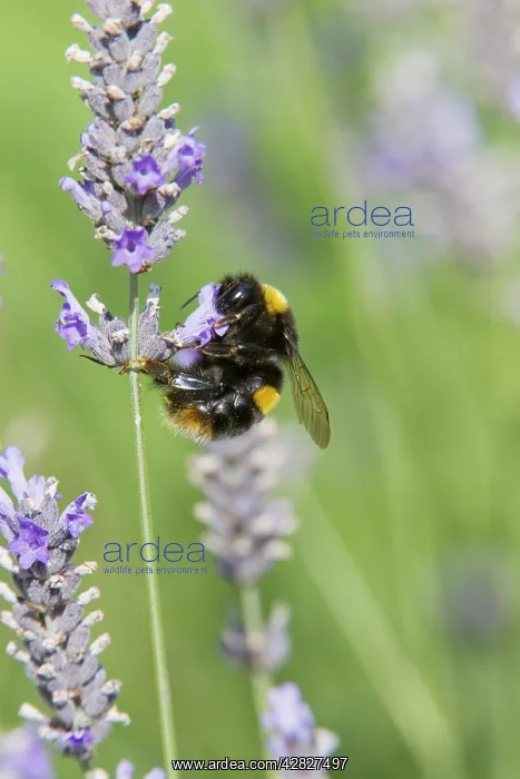  : Buff-tailed Bumblebee - feeding on Lavender flowers