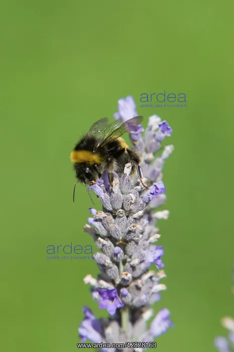 : Buff-tailed Bumblebee - feeding on Lavender flowers : Buff-tailed Bumblebee - feeding on Lavender flowers