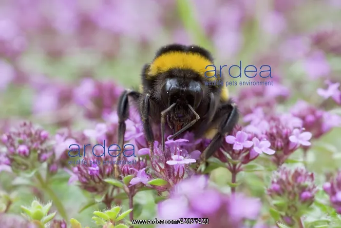 : Buff-tailed Bumblebee - feeding on Thyme : Buff-tailed Bumblebee - feeding on Thyme
