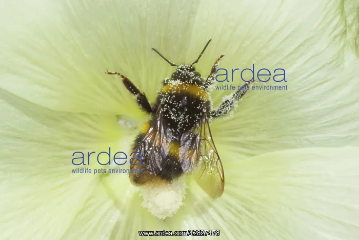 : Buff-tailed Bumblebee - male visiting Hollhock Flower : Buff-tailed Bumblebee - male visiting Hollhock Flower