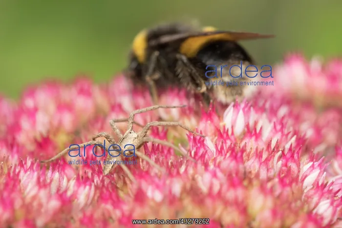 : Buff-tailed bumblebee and Nusery web spider on Sedum : Buff-tailed bumblebee and Nusery web spider on Sedum