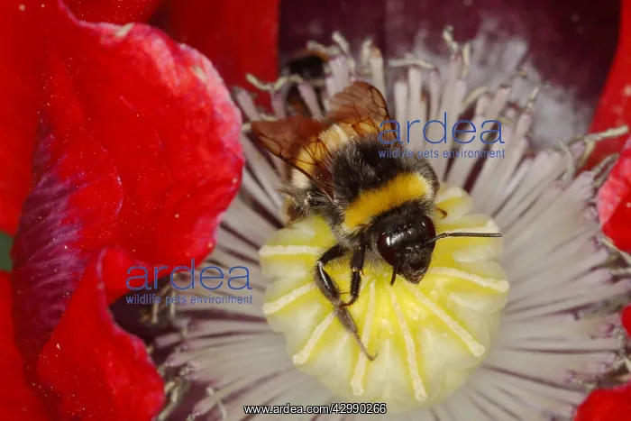: Buff-tailed Bumblebee - on Opium Poppy Flower Bombus : Buff-tailed Bumblebee - on Opium Poppy Flower Bombus