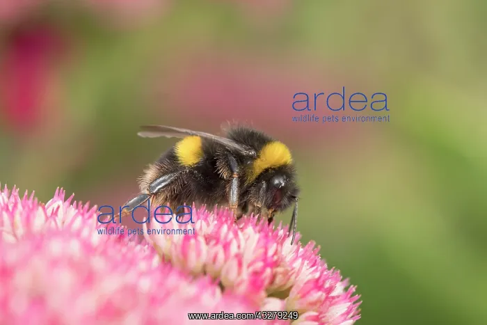 : Buff-tailed bumblebee on Sedum : Buff-tailed bumblebee on Sedum
