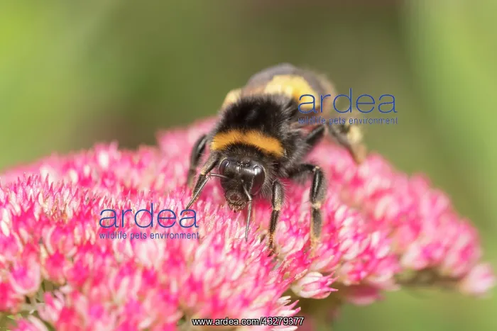 : Buff-tailed bumblebee on Sedum : Buff-tailed bumblebee on Sedum