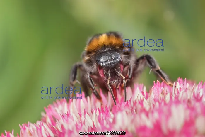 : Buff-tailed bumblebee on Sedum : Buff-tailed bumblebee on Sedum