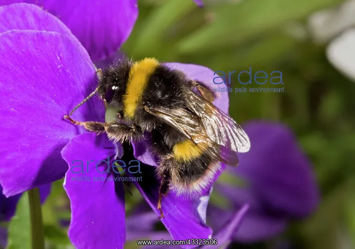: Buff-tailed Bumblebee - visiting Garden Pansy : Buff-tailed Bumblebee - visiting Garden Pansy