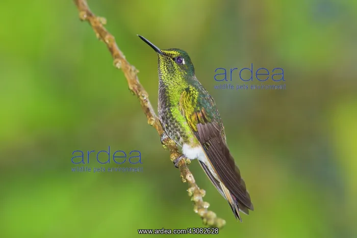  : Buff-tailed Coronet