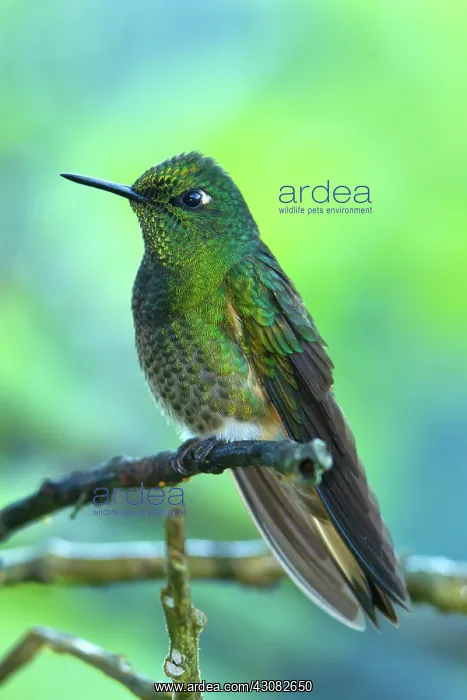 : Buff-tailed Coronet : Buff-tailed Coronet
