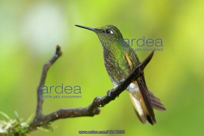 : Buff-tailed Coronet : Buff-tailed Coronet