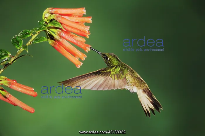 : Buff-tailed Coronet (Boissonneaua flavescens), adult : Buff-tailed Coronet (Boissonneaua flavescens), adult