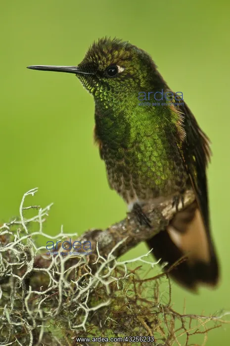 : Buff-tailed Coronet (Boissonneaua flavescens) : Buff-tailed Coronet (Boissonneaua flavescens)
