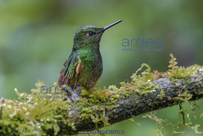 : Buff-tailed Coronet, Ecuador : Buff-tailed Coronet, Ecuador