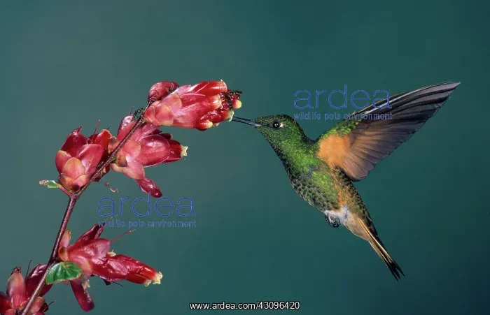  : Buff-tailed Coronet Hummingbird