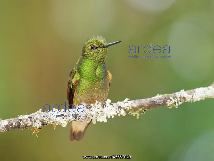 : Buff Tailed Coronet Hummingbird Boissonneaua fla : Buff Tailed Coronet Hummingbird Boissonneaua fla
