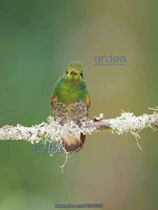 : Buff Tailed Coronet Hummingbird Boissonneaua fla : Buff Tailed Coronet Hummingbird Boissonneaua fla