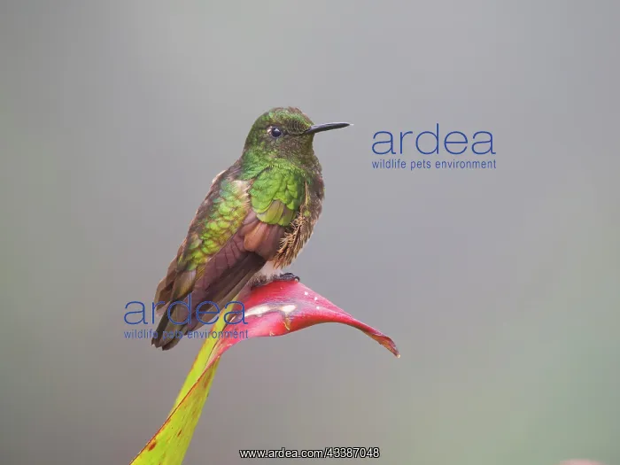 : Buff Tailed Coronet Hummingbird Boissonneaua fla : Buff Tailed Coronet Hummingbird Boissonneaua fla