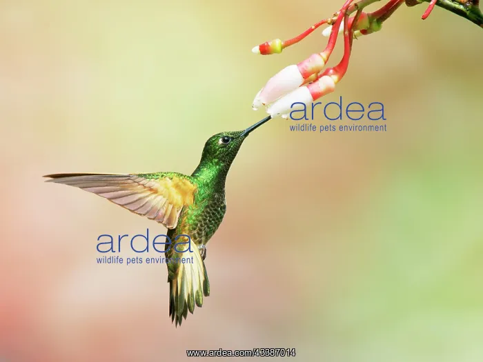 : Buff Tailed Coronet Hummingbird - feeding at flo : Buff Tailed Coronet Hummingbird - feeding at flo