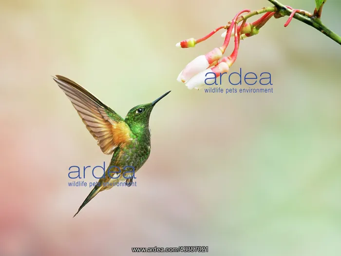 : Buff Tailed Coronet Hummingbird - feeding at flo : Buff Tailed Coronet Hummingbird - feeding at flo