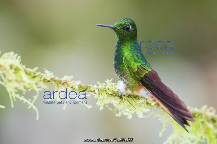 : Buff-tailed coronet hummingbird on mossy perch : Buff-tailed coronet hummingbird on mossy perch