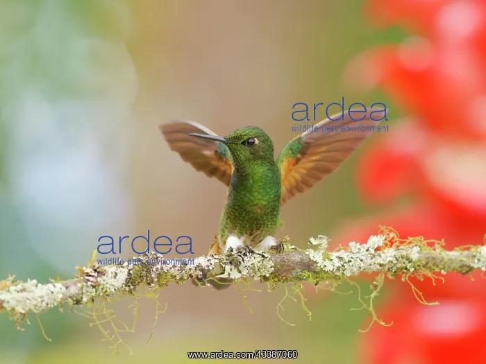 : Buff Tailed Coronet Hummingbird - wings raised B : Buff Tailed Coronet Hummingbird - wings raised B