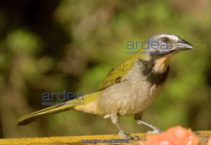 : Buff-throated Saltator : Buff-throated Saltator
