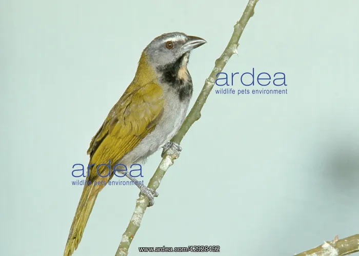 : Buff-throated Saltator : Buff-throated Saltator
