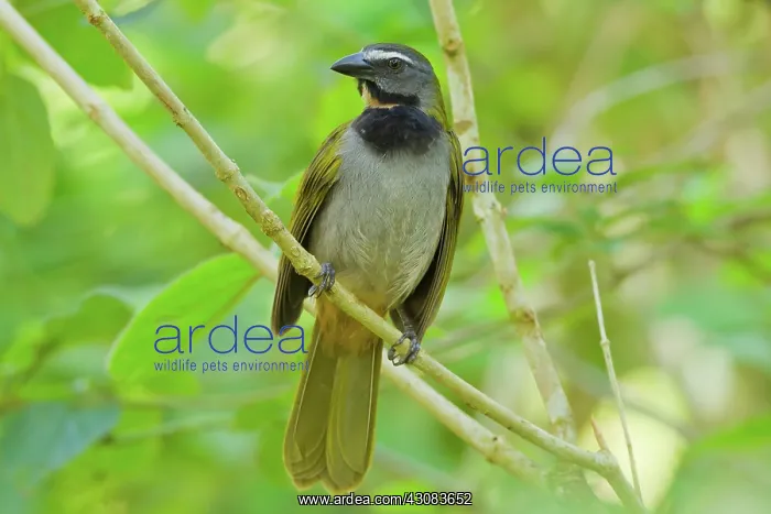 : Buff-throated Saltator : Buff-throated Saltator