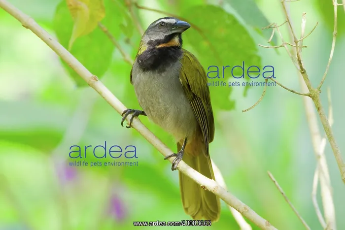 : Buff-throated Saltator : Buff-throated Saltator