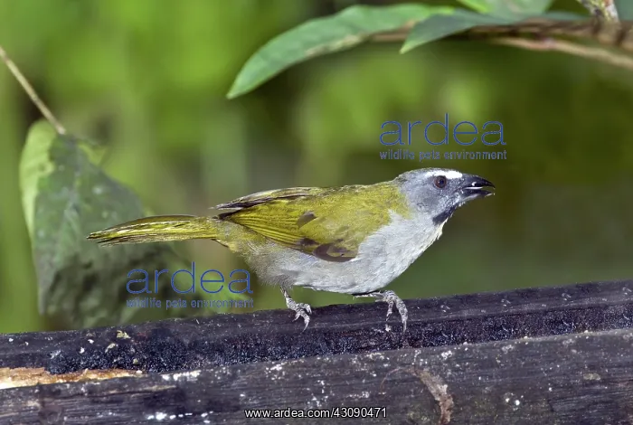 : Buff-throated Saltator : Buff-throated Saltator