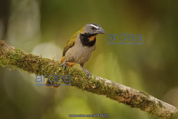 : Buff-throated Saltator, Saltator maximus : Buff-throated Saltator, Saltator maximus
