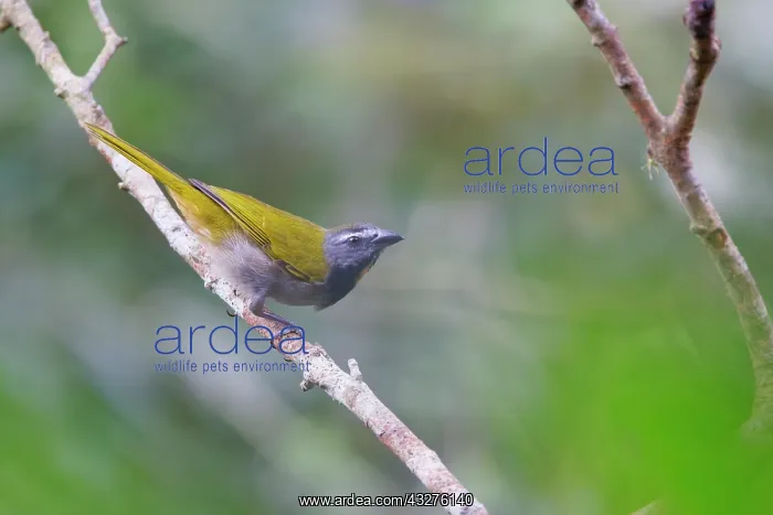 : Buff-throated Saltator Saltator maximus Sarapiqui, Costa Ric : Buff-throated Saltator Saltator maximus Sarapiqui, Costa Ric