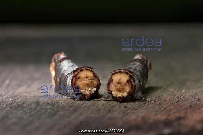 : Buff-tip. Two Buff-tip (Phalera bucephala) moths resting on wood : Buff-tip. Two Buff-tip (Phalera bucephala) moths resting on wood